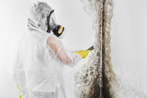 Best Mold Damage Repair  in Dolan Springs, AZ