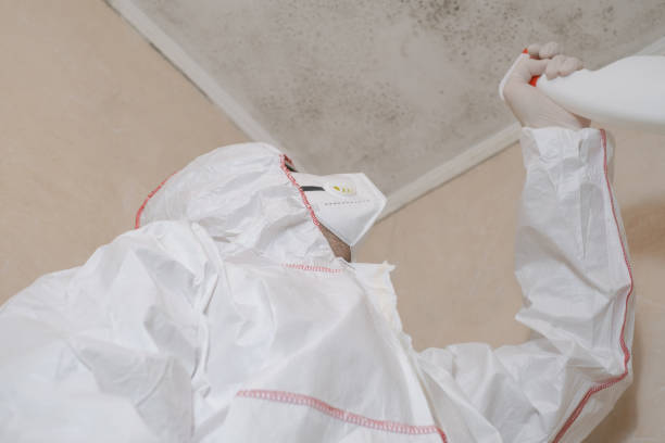 Best Local Mold Removal Service  in Dolan Springs, AZ