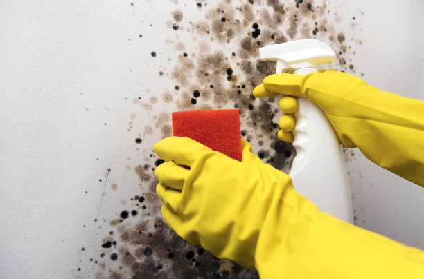 Best Mold Damage Repair  in Dolan Springs, AZ