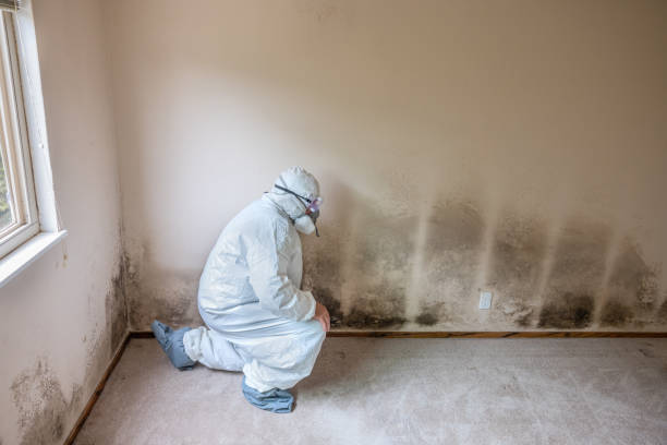 Best Crawl Space Mold Removal  in Dolan Springs, AZ