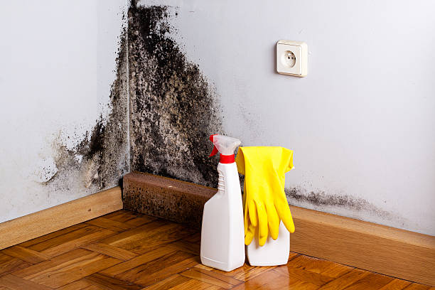 Best Attic Mold Removal  in Dolan Springs, AZ