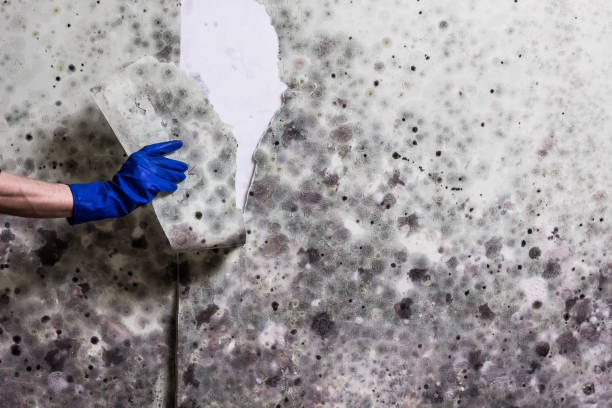 Best Professional Mold Removal  in Dolan Springs, AZ